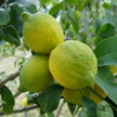 Ayasaranda